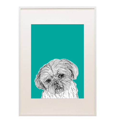 Shih Tzu Dog Portrait ( teal background ) - framed poster print by Adam Regester