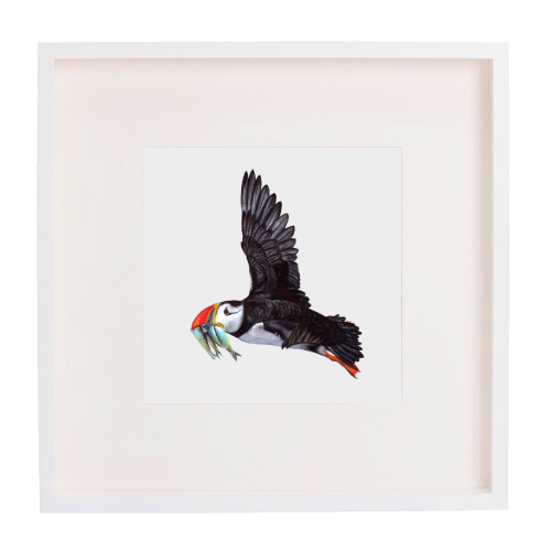 Puffin In Flight - white/black framed print by Sarah Percy