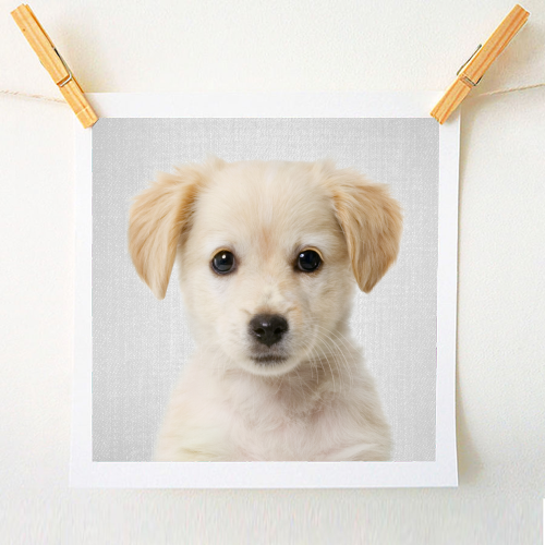 Golden Retriever Puppy - Colorful - A1 - A4 art print by Gal Design