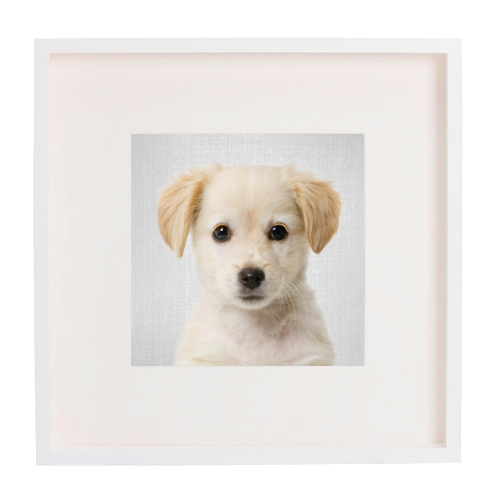Golden Retriever Puppy - Colorful - framed poster print by Gal Design