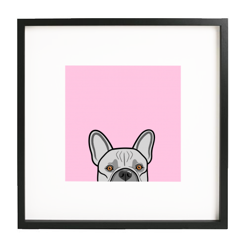 Peek-a-boo French Bulldog (pink) - white/black framed print by Adam Regester