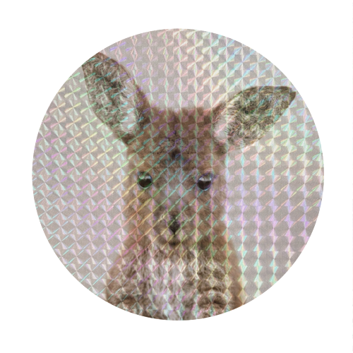 Baby Kangaroo - Circle Sticker by Gal Design