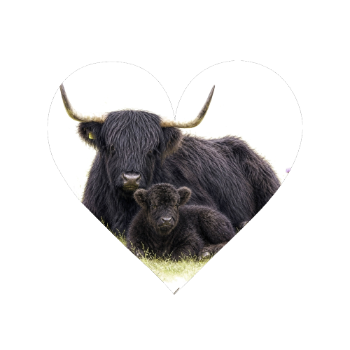 Black Highland Cow and calf - Magnet by Wildling Studio